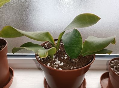 Sansevieria Whale Fin Plant
