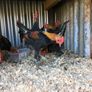 Modern game birds Image 6