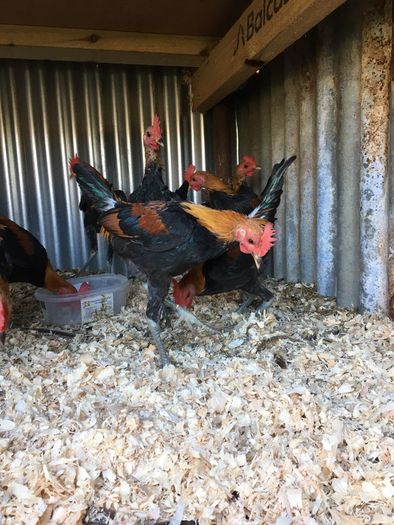 Modern game birds