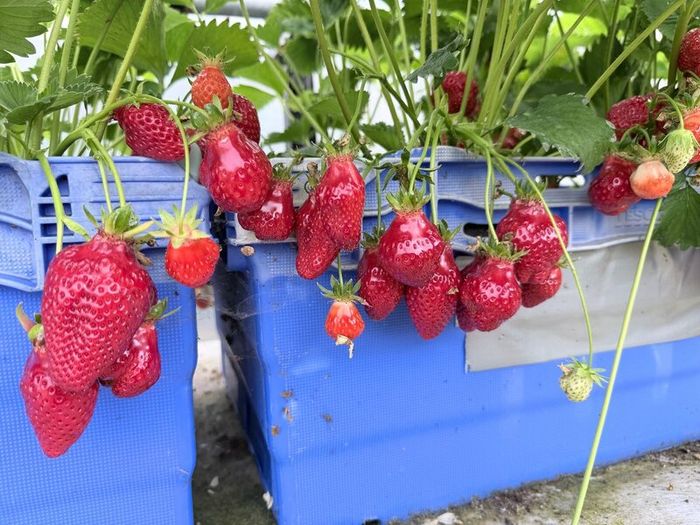 Strawberry plants