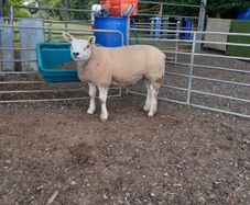 All types of Texel sheep (PBR).