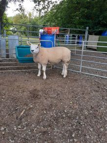 All types of Texel sheep (PBR).