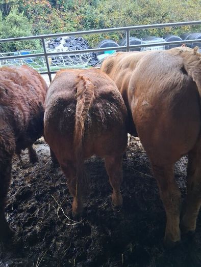 Bulls