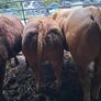 Bulls Image 8