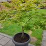 Maple Tree Image 3