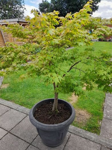 Maple Tree