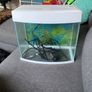 Fish Tank and accesories Image 4