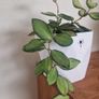 hoya burtoniae variegated Image 3