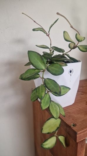 hoya burtoniae variegated