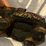 Vintage gem mounted wooden elephant statue Image 4