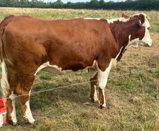 Heifers