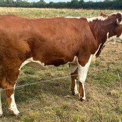 Heifers