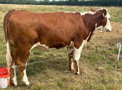 Heifers