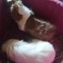 guinea pigs Image 4