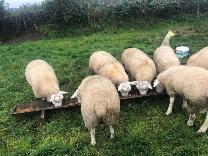 Pure Bred Texel Ram Lambs