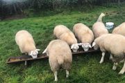 Pure Bred Texel Ram Lambs