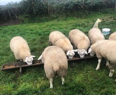 Pure Bred Texel Ram Lambs