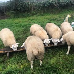 Pure Bred Texel Ram Lambs