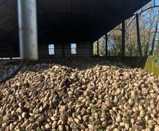 Fodder Beet