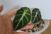 Alocasia Black Velvet