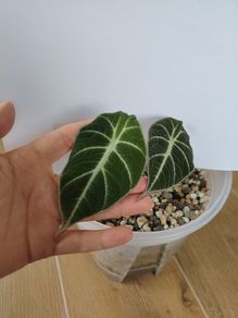 Alocasia Black Velvet