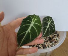 Alocasia Black Velvet