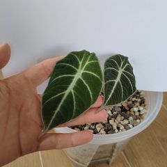 Alocasia Black Velvet