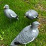 decoys Image 5