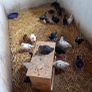 Chicks & Ducklings Image 4