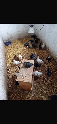 Chicks & Ducklings