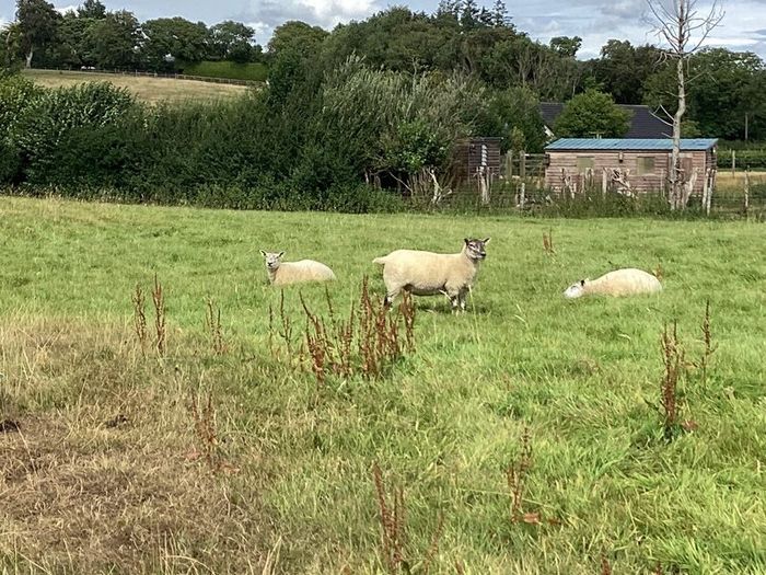 Hoggets