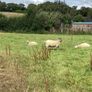 Hoggets Image 2