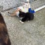 kittens Image 2