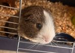 guinea pig