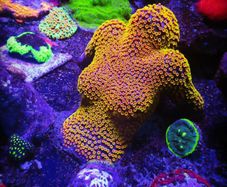 Coral Encrusted Sunbathing Lady 3D Printed