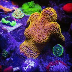 Coral Encrusted Sunbathing Lady 3D Printed