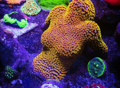 Coral Encrusted Sunbathing Lady 3D Printed