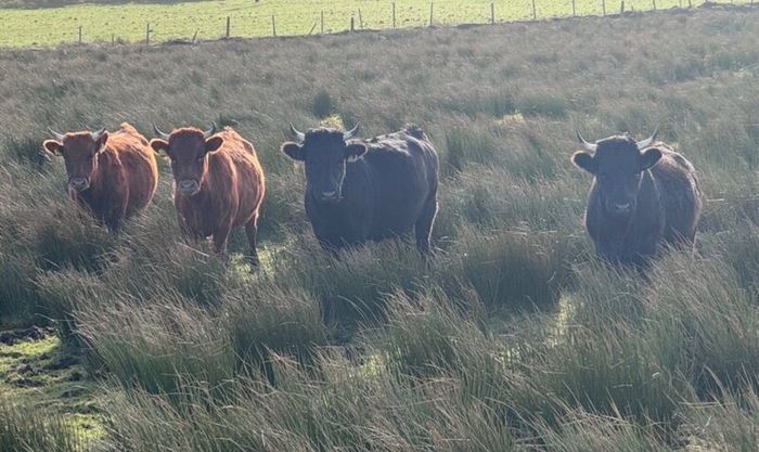 Dexter heifers