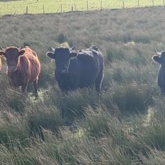 Dexter heifers