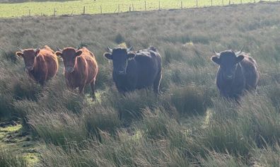Dexter heifers