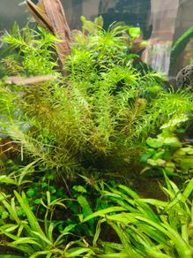 Aquarium plants
