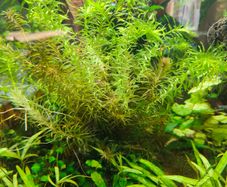 Aquarium plants