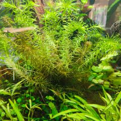 Aquarium plants
