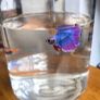Fish tank Image 4