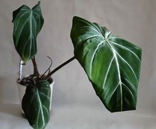 Philodendron Gloriosum