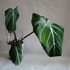 Philodendron Gloriosum