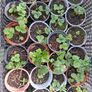 Strawberry plants x 6 Image 3