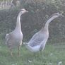 Chinese geese pair. Image 4