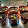 Baby monstera Image 6