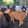 10 weanling heifers Image 9